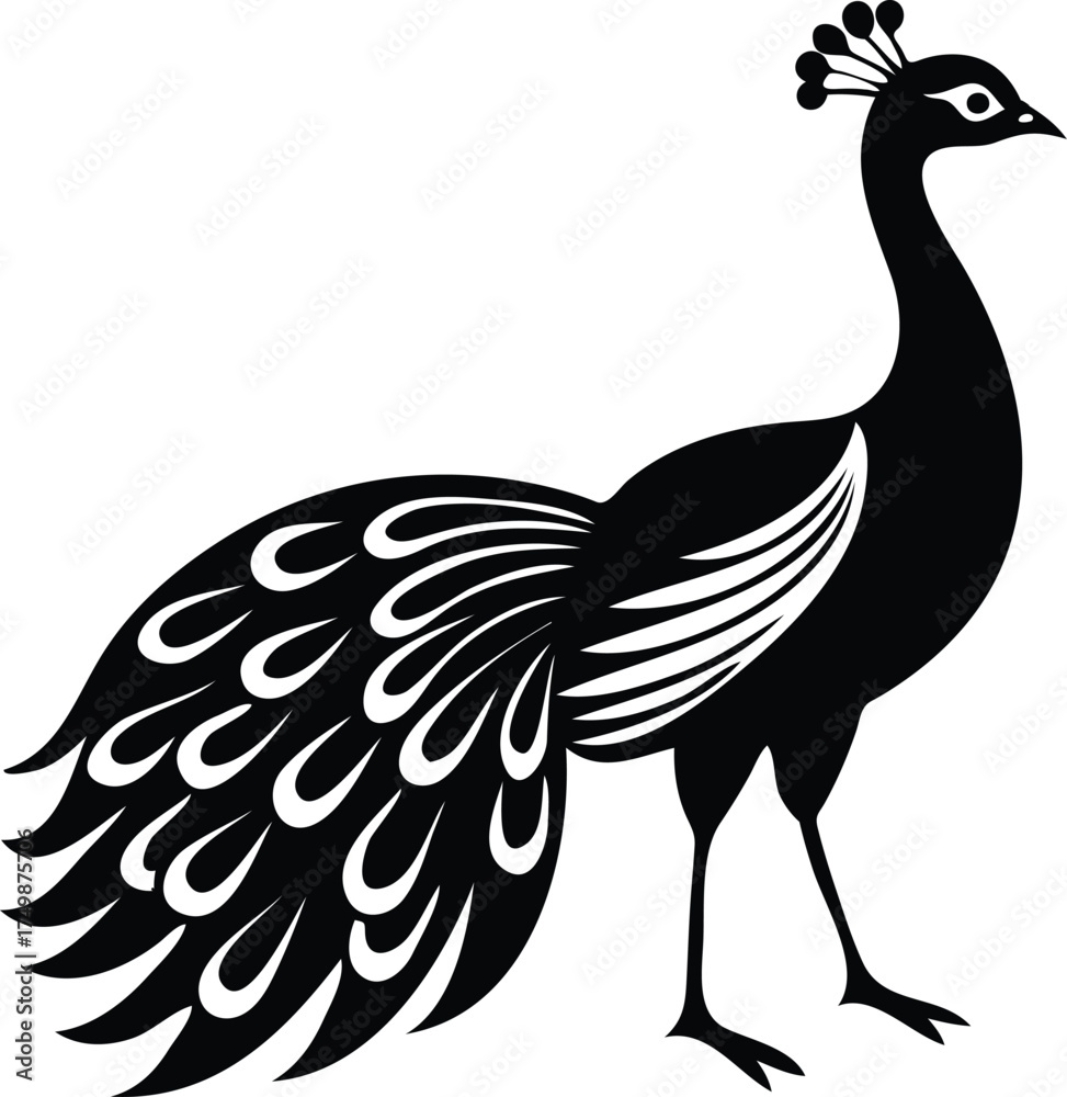 Fototapeta premium Peacock Vector Design Available on EPS File