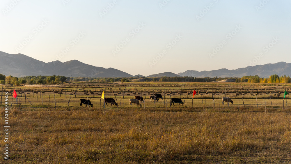Obraz premium cows in the field