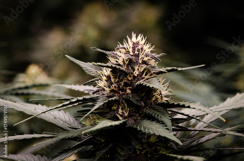 weed. cannabis indoor flowering	