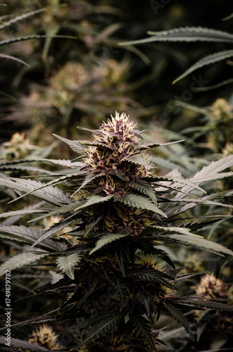 weed. cannabis indoor flowering	