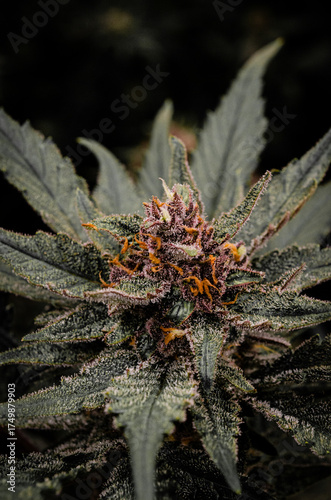 weed. cannabis indoor flowering	