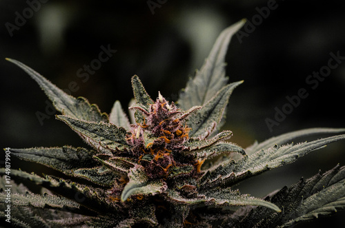 weed. cannabis indoor flowering	