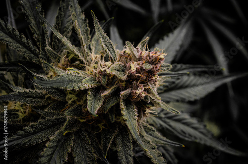 weed. cannabis indoor flowering	