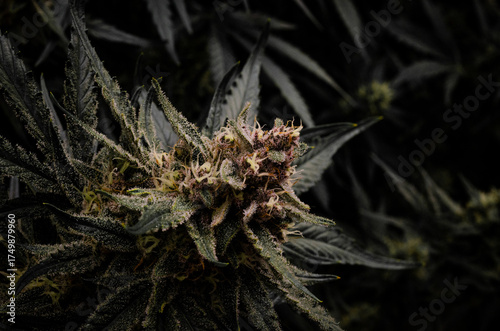 weed. cannabis indoor flowering	