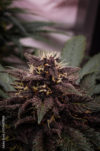 weed. cannabis indoor flowering	