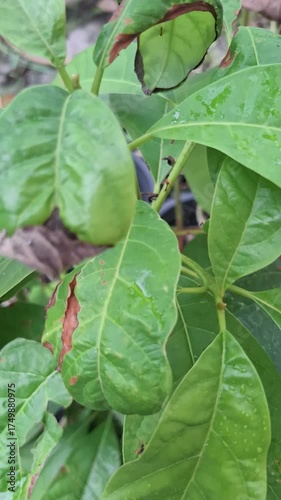 Wallpaper Mural green avocada on a tree Torontodigital.ca