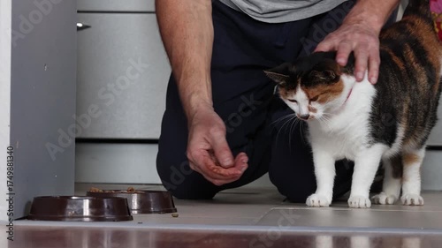 Calico cat with red collar receives food directly from human hand while being gently petted showing simple feeding interaction indoors.