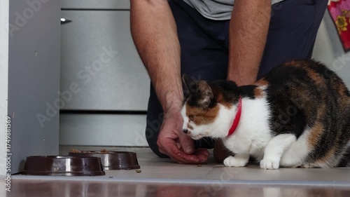 Owner puts in front of tricolor cat pellets of dry cat food because cat finds it easier to eat from floor than from bowl.
