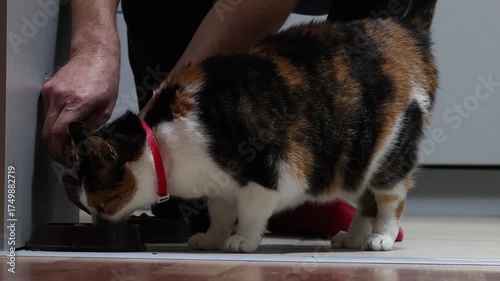 Tricolor cat eats wet food from bowl without waiting for owner to fill it.