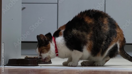 Calico cat eats food from cat bowl in kitchen standing on tile floor.