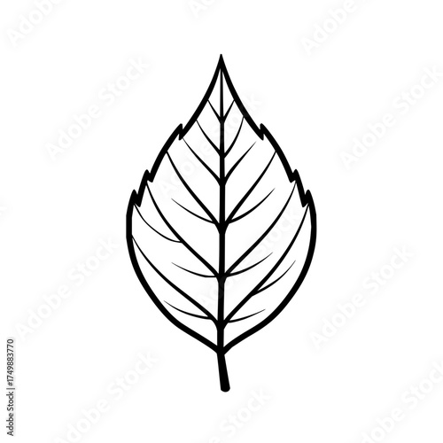 A simple line drawing of a leaf with prominent veins on a white background in a minimalist style art