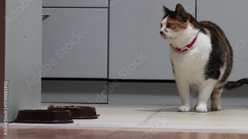 Cat watches dry food bowl from distance but does not approach it and sits waiting for different food.