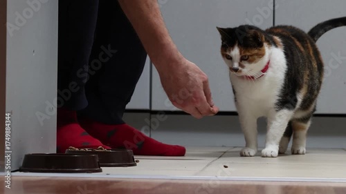 Owner offers hungry cat dry cat food but after sniffing food cat leaves feeding area.