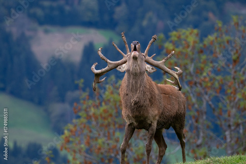 Brunftschrei eines Rothirsches