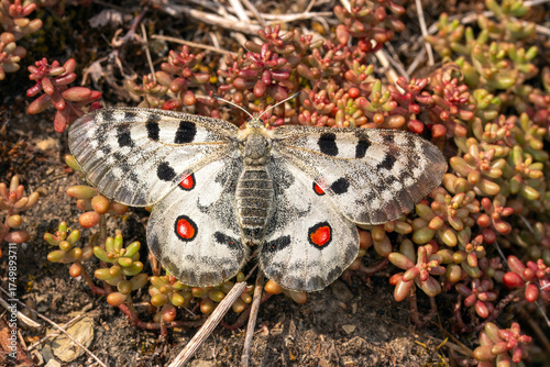 Mosel-Apollofalter, Parnassius apollo vinningensis, Kobern-Gondorf, DE, RLP, 03.06.2025, Weibchen