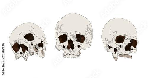 Skull illustration collection. Hand draw skeleton set