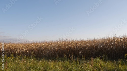 view of a field of ripe corn