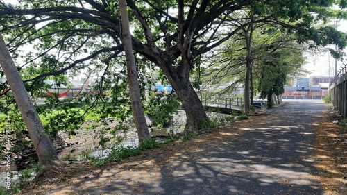 
A tall lush tree growing along a riverbank showing natural shade and healthy riverside vegetation