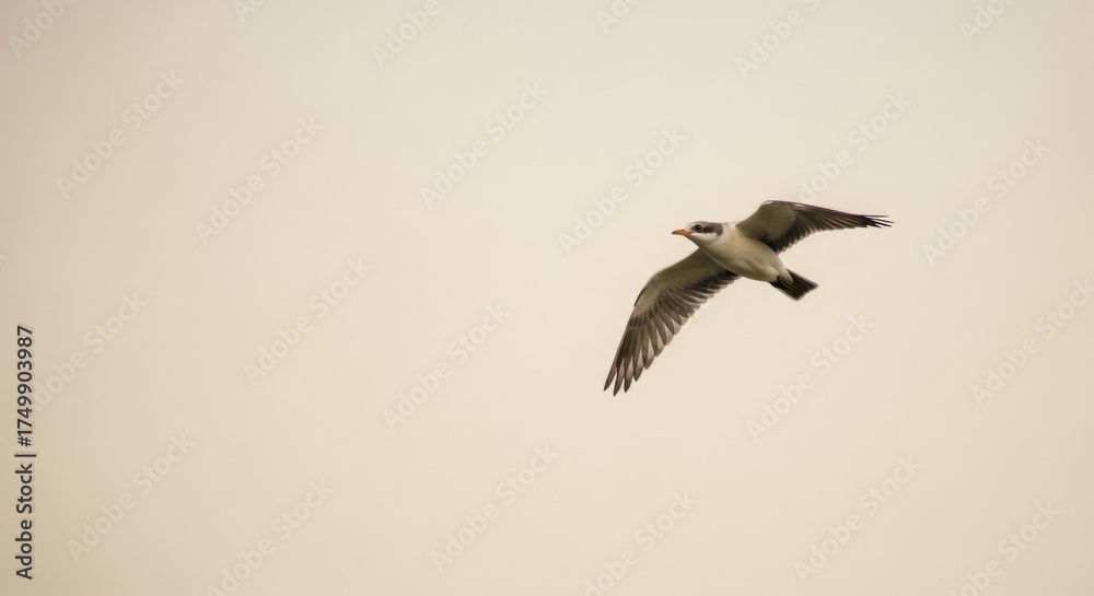 Obraz premium Graceful Seagull Soars Against a Soft, Dreamy Sky with Wings Extended