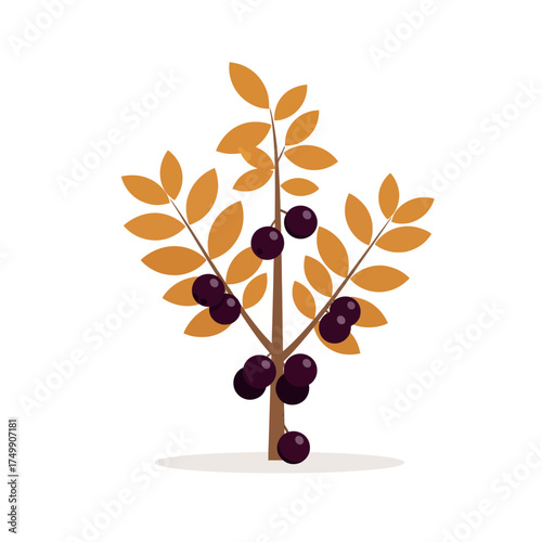 Jabuticaba Tree with Ripe Fruits and Autumn Leaves.