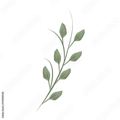 A delicate watercolor illustration shows a single flower stem with small, green leaves branching off the main stalk. This botanical drawing is set against a plain white backdrop.