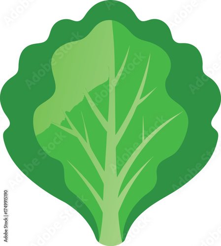 lettuce leaf clip art on transparent background