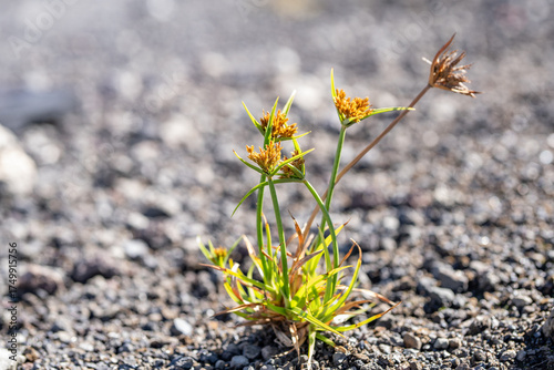 Cyperus polystachyoss, Pycreus polystachyos, manyspike flatsedge in the US, bunchy sedge. family Cyperaceae. Keanakako'i Overlook. Hawaiʻi Volcanoes National Park.