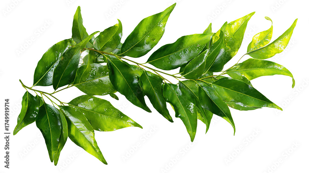 Obraz premium Scattered green leaves in motion against a white background, cut out transparent