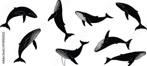 humpback whale silhouettes isolated on white background, elegant marine animal vector illustration for ocean wildlife, nature, aquatic life, and conservation design