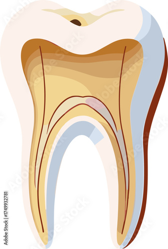 ChatGPT сказал:

A detailed vector illustration of a human tooth cross-section showing enamel, dentin, pulp, and root canal structure, ideal for dental education, infographics, or anatomy visuals