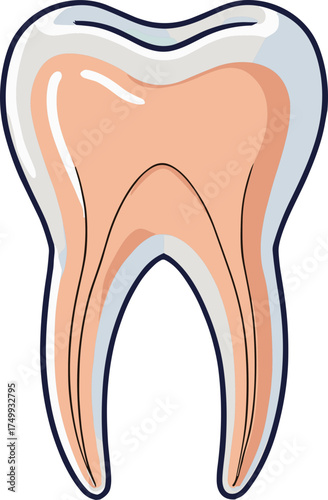 A detailed vector illustration of a human tooth cross-section showing enamel, dentin, pulp, and root canal structure, ideal for dental education, infographics, or anatomy visuals.