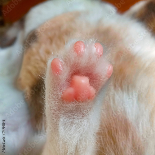 Cat lying on the floor