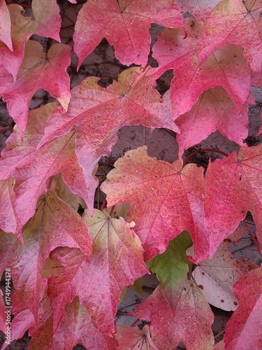 Red maple leaves closeup in fall