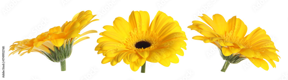 Obraz premium Yellow gerbera flowers isolated on white, set