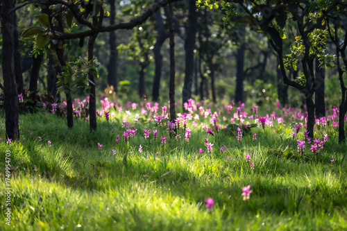 A field of Siam Tulips (Curcuma alismatifolia) blooming in Pa Hin Ngam National Park, Chaiyaphum Province, Thailand. The beautiful pink flowers stand out against the green grass and trees, creating a 
