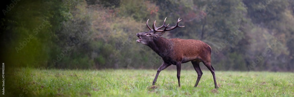 Fototapeta premium Red deer stag walking and roaring under the rain in a plain during the rut. Cervus elaphus, Sologne, Loiret 45, région Centre Val de Loire, France, European Union, Europe