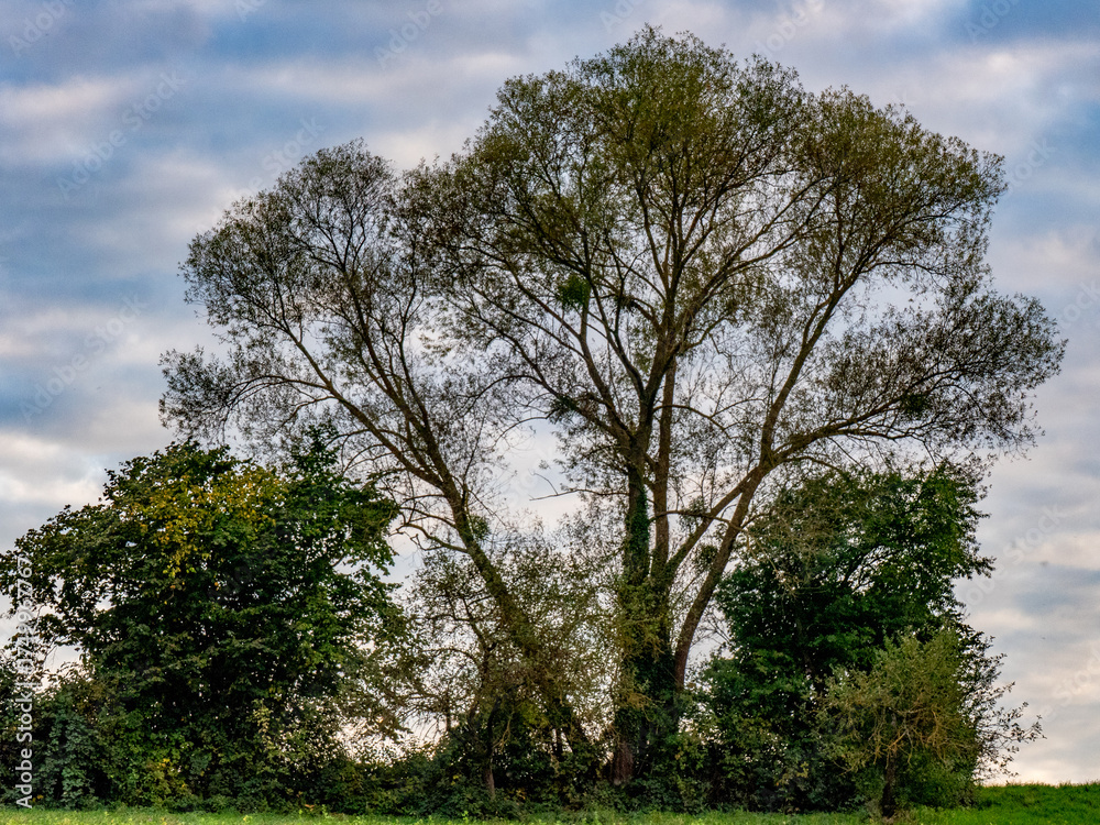 Fototapeta premium Misteln auf einem Baum