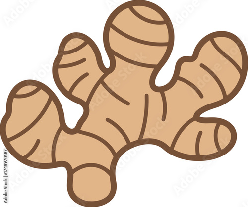 Fresh ginger root spice healthy food ingredient illustration vector