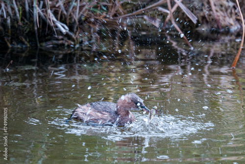 Duck in the water catching a dragonfly