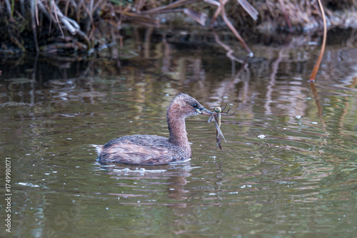 Duck in the water catching a dragonfly