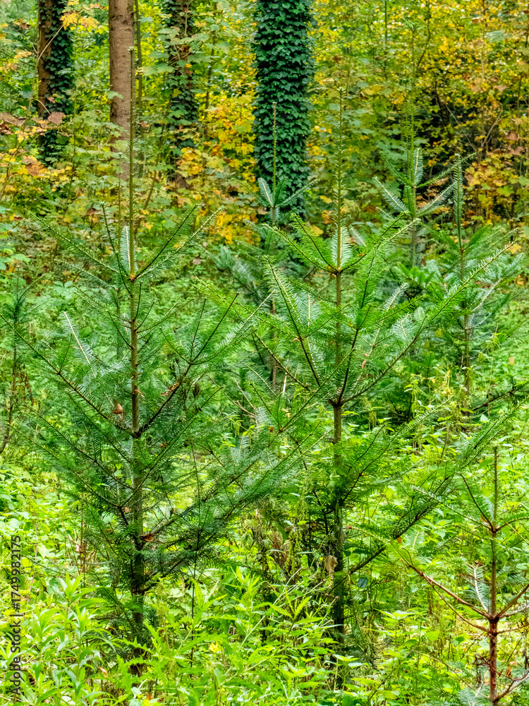 Fototapeta premium Wiederaufforstung im herbstlichen Mischwald