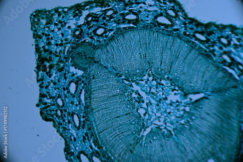Zdjęcie mikroskopowe. Komórki roślinne. Łodyga sosny przekrój poprzeczny. Powiększenie 40x.