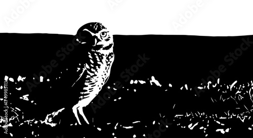 Black and White Burrowing Owl Silhouette Perched on Grassy Ground, Looking Forward.