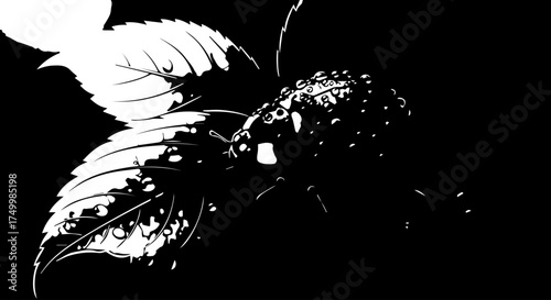 Black and White Butterfly with Detailed Wing Pattern and Leaf Silhouette.
