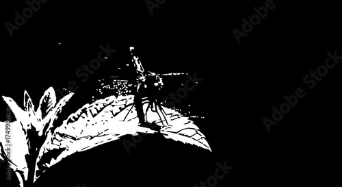 Black and White Dragonfly Perched on a Leaf with Detailed Veins.