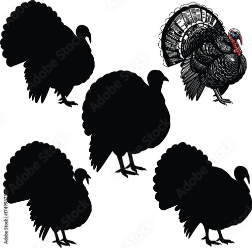 Set of vector silhouettes and realistic drawing of a turkey bird for Thanksgiving