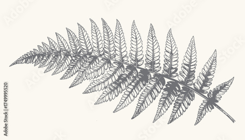 Fern leaf detail with transparent background