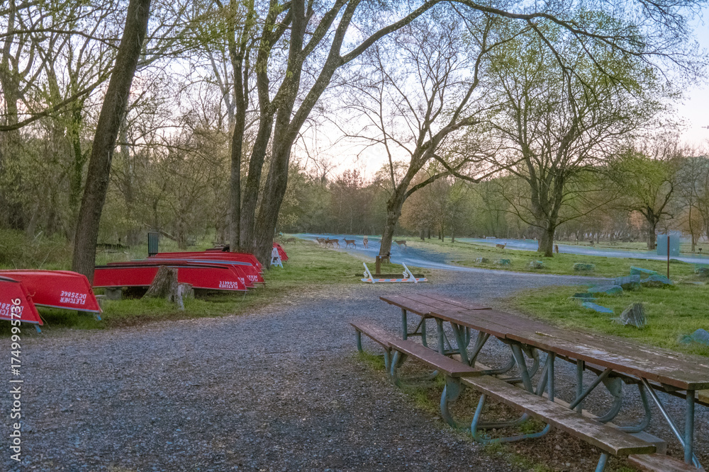 Obraz premium Deers at a distance in a park in Washington, D.C.