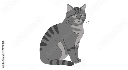 Domestic tabby cat sitting calmly observing its surroundings with intense eyes and distinct striped fur pattern isolated on white background