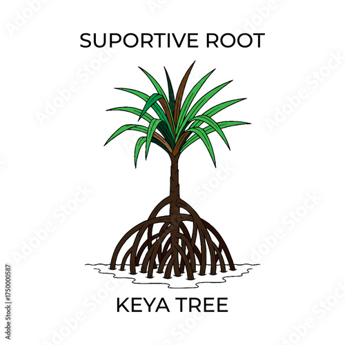 Keya Tree with Supportive Prop Roots Diagram